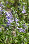 Helmet flower